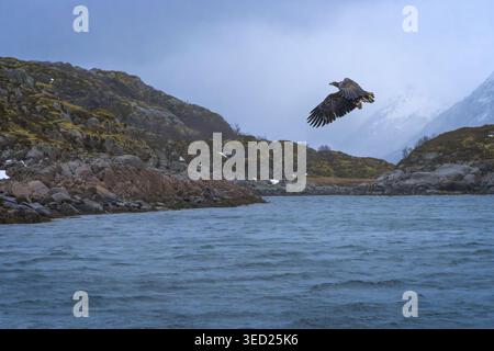 Ein majestätischer Seeadler schwingt über den ruhigen Gewässern des Trollfjords, eingerahmt von Norwegens atemberaubenden Klippen. Stockfoto