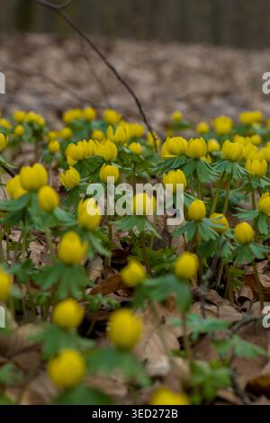 Gelbe Winterakonite im Wald als helle Frühfrühlingsblumen Stockfoto