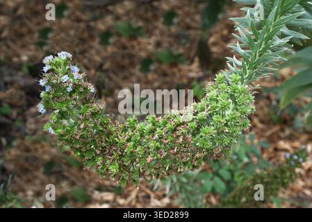 Echium virescens, endemische Schönheit blüht auf den Kanarischen Inseln Stockfoto