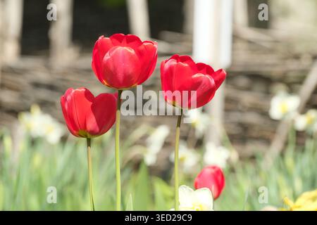 Leuchtend rote Tulpen stehen an einem warmen Frühlingstag in einem lebhaften Garten. Stockfoto