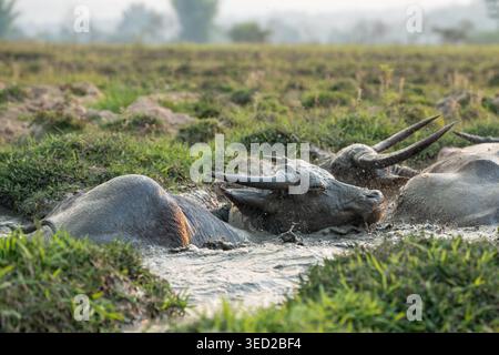 Herde asiatischer Wasserbüffel, die sich im Schlammbad an heißen Tagen in der Pfütze auf der Bauernwiese abkühlen Stockfoto