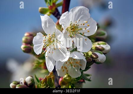 Blüten der süß-Kirsche Prunus avium Stella. Blüten der süß-Kirsche Prunus avium Stella. 20260406MIC0041 *** Blüten der Süßkirsche Prunus avium Stella Blüten der Süßkirsche Prunus avium Stella 20260406MIC0041 Stockfoto