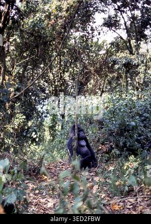 Maheshe, berühmter Silberrücken-Gorilla im Dschungel des Kahuzi-Biega-Nationalparks, Demokratische Republik Kongo oder Demokratische Republik Kongo (ehemaliger Zaire). Erwachsener Mann aus Ost Stockfoto