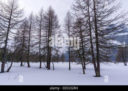 Bäume im Schnee auf Plan Grand, Lej da Segl (Silsersee), mit Bergen auf der anderen Seite des Sees, zwischen Sils und Maloja, Oberengadin, Schweiz Stockfoto