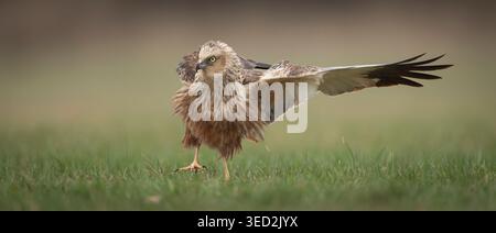 WESTERN Marsh Harrier – Circus aeruginosus, weiblich oder juvenil, landet auf grüner Wiese bei Nowa Sól, Polen. Wildtierfotografie mit gespreizten Flügeln Stockfoto