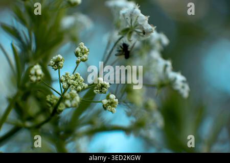 Zarte weiße Kuh-Petersilie-Blüten in Blüte Stockfoto