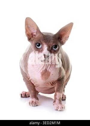 Sphynx Katze vor weißem Hintergrund Stockfoto