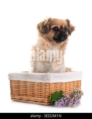 Terrier vor weißem Hintergrund Stockfoto