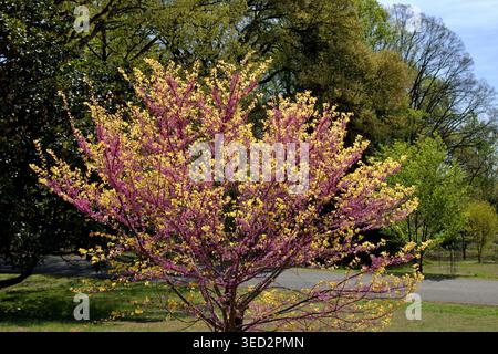 Ein östlicher Rotknospenbaum in voller Frühlingsblüte mit Magenta-Blüten. Stockfoto