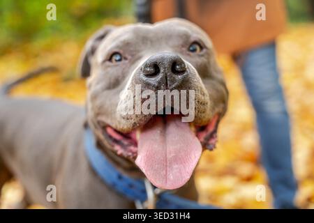 Nahaufnahme des American Staffordshire Terrier beim Herbstspaziergang im Wald Stockfoto