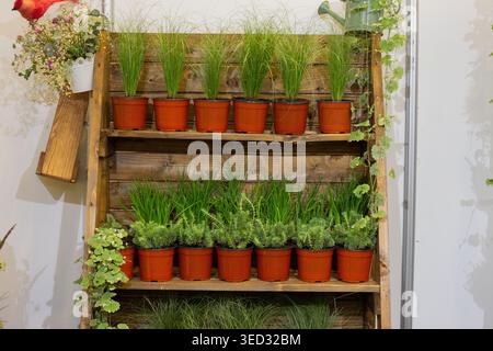 Vertikale Gartenarbeit verleiht einem hellen, luftigen Raum Charme. Topfpflanzen kaskadieren natürlich durch rustikale Holzpaneele Stockfoto