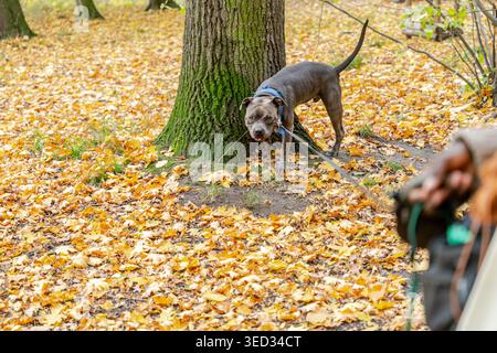 Schwarze Frau, die starken Pitbull-Hund im Herbstspaziergang verwaltet. Eigentum, Stockfoto