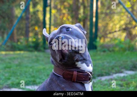 Grauer Pitbull mit weißer Brust blickt nach oben Stockfoto