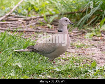 Kragentaube (Streptopelia Decocto) auf Waldboden, England, Großbritannien Stockfoto