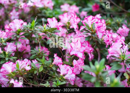 Zart blühendes weiß mit rosa Azaleen in einem Gewächshaus. Hintergrund, Leerzeichen für Text. Stockfoto