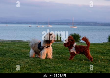 Ein dynamisches Action-Shot von zwei kleinen Hunderassen, einem Shih Tzu und einem braunen Poodle Mix, spielen und ringen zusammen auf einem üppig grünen Rasen. Sie sind standi Stockfoto