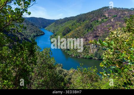 Ein sich windender blauer Fluss fließt durch ein üppiges grünes Tal, umgeben von bewaldeten Hügeln und Flecken verbrannter Vegetation unter einem klaren Himmel in einer malerischen Höhe Stockfoto