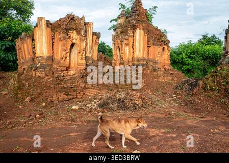 Ein streunender Hund spaziert auf einem roten Feldweg vor den alten Ruinen von Shwe Indein. Das Bild zeigt das ländliche Alltagsleben unter Historin Stockfoto