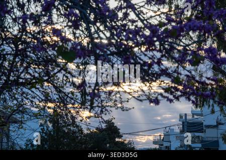 Der Judas-Baum zeigt im Frühjahr rosa Blüten in Griechenland. Blühende Äste des Baumes Cercis siliquastrum oder Koutsoupia reichen zum Himmel, während das Sonnenlicht die mediterrane Flora im Garten betont Stockfoto