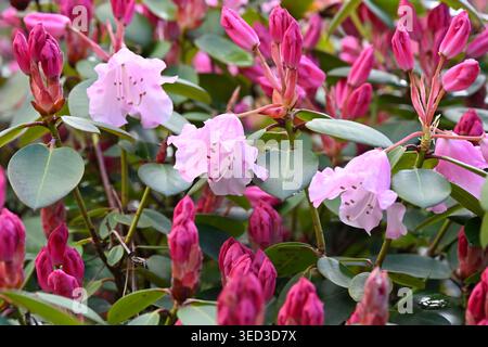 Leuchtend rosa Knospen und hellere Blüten des Frühlingsblühens immergrünen Strauchs, Rhododendronbogenglocken UK Garden April Stockfoto