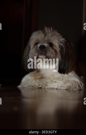 Ein hochwertiges, dezentes Porträt eines langhaarigen Shih Tzu-Hundes, der auf einem dunklen, polierten Holzboden liegt. Das Bild fängt eine ruhige, stimmungsvolle Atmosphäre ein Stockfoto
