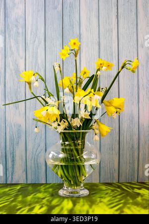 Helle Narzissen und zarte Schneeglöckchen in einer Glasvase leuchten vor einem rustikalen blauen Zaun und bringen frischen Frühlingszaun in den Innenräumen. Stockfoto