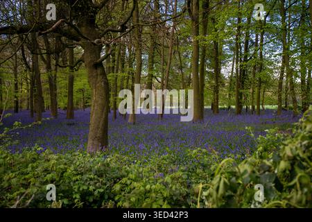 Ein lebhafter Teppich aus Blauglocken (Hyacinthoides non-scripta), der im Frühling unter einem Laubdach in einem britischen Wald blüht. Stockfoto