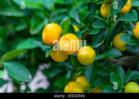 Runde Calamondin-Früchte, die auf einem leuchtend grünen Blattzweig Reifen Stockfoto
