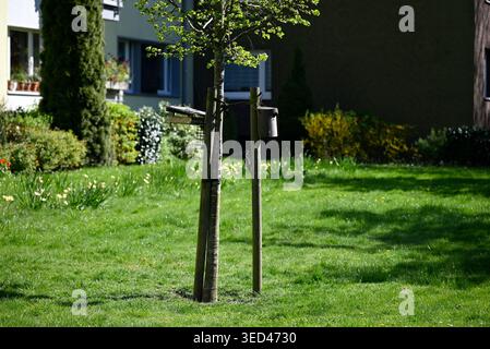 Spotspecht auf der Suche nach Essen. Picoides Major auf der Suche nach Essen in einem Vorstadtgebiet. Stockfoto