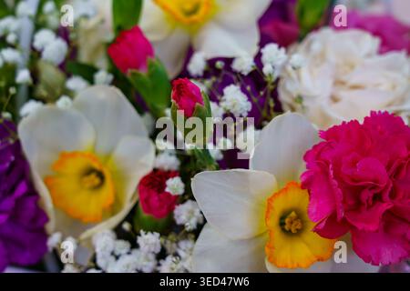 Bunte Blumen blühen in einem Garten und zeigen verschiedene Arten und Farbtöne. Dies ist eine lebhafte Frühlingsszene mit frischen Blütenblättern. Stockfoto