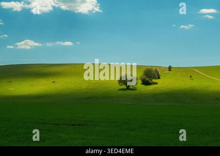 Sonnendurchflutete Grasberge Mit Bäumen. Ruhiger Panoramablick Mit Wiesen Und Verstreuten Bäumen Stockfoto