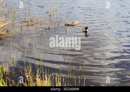 Ein Paar Stockenten schwimmen in einem ruhigen See mit Kräuseln und Reflexen. Grünes Schilf und trockene Stiele am Wasserrand. Malerische Frühlingslandschaft l Stockfoto
