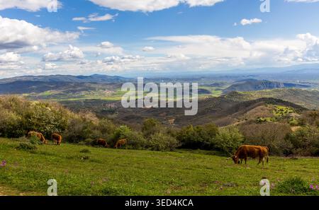 Rinderherde auf der Hochweide in Meteora, Griechenland Stockfoto