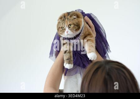 schottische Faltkatze im Rock Stockfoto