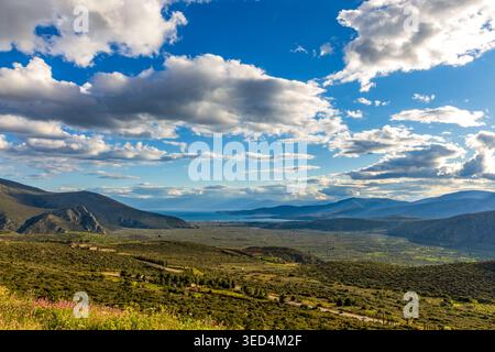 Delphi Olive Grove (Crissaean Plain) in Griechenland, eine Landschaft mit über einer Million Olivenbäumen, die sich bis zum Golf von Korinth erstreckt Stockfoto