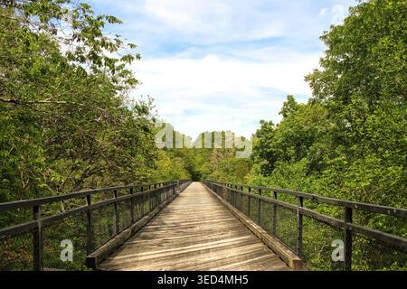 Blick auf den Tunnel Hill State Trail im Frühling, der über eine Brücke in einem üppig grünen Wald in der Nähe von Wien, Illinois, führt. Stockfoto