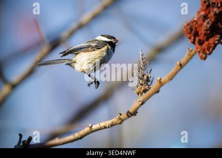 Ein dynamischer Actionschuss eines Black-Capped Chickadee (Poecile atricapillus), der in der Luft kurz vor der Landung auf einem Ast eines Staghorn Sumac aufgenommen wurde Stockfoto