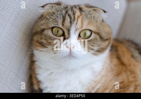 Dreifarbige schottische Faltkatze Stockfoto