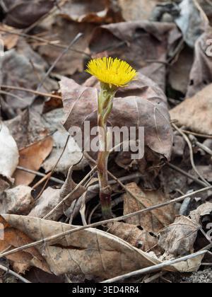 Coltsfoot-Blüte in Blüte Stockfoto