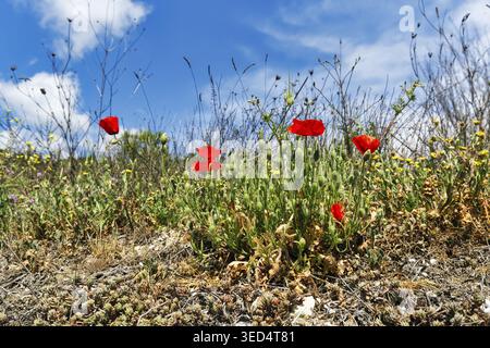 Mediterrane Wildblumenwiese mit hellrotem Mohn, Mohn (Papaver Rhoeas), leicht bewölkter blauer Himmel im Frühjahr, Cumulus, Vaucluse, Provence-Alpes Stockfoto