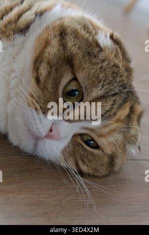 Close up Tabby Multicolor scottish Fold Years Katze Stockfoto