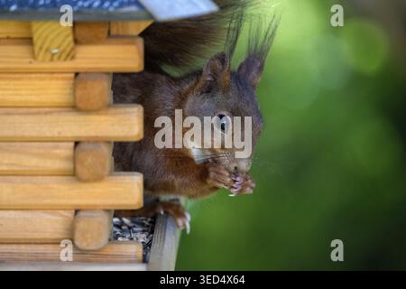 Eurasisches Rothörnchen (Sciurus vulgaris), im Vogelhaus sitzend, Vogelfutter, Sonnenblumenkerne essen, Stuttgart, Baden-Württemberg, Deutschland Stockfoto