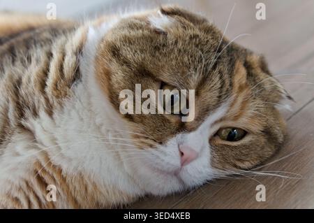 Close up Tabby Multicolor scottish Fold Years Katze Stockfoto