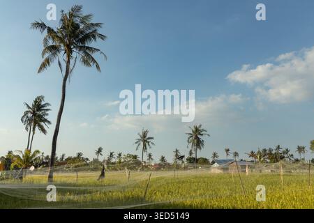 Reisfelder und Kokospalmen im ländlichen Bali, Indonesien Stockfoto
