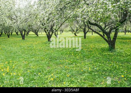 Blühender Obstgarten im Frühling. apfelbäume während der Blüte. Stockfoto
