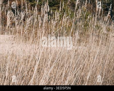 Goldenes, trockenes Schilf, das sich in einem natürlichen Feld bewegt, schafft einen ruhigen, strukturierten Hintergrund. Ideal für saisonale Themen, Nachhaltigkeitskonzepte, ländliche Landschaften, Stockfoto