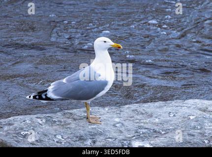 Europäische Silbermöwe Stockfoto