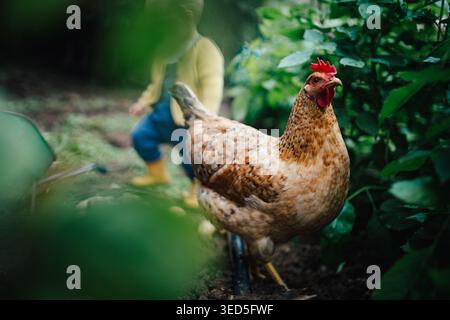 Freilandhuhn spaziert im Garten in der Nähe der frischen Kartoffelernte. Stockfoto