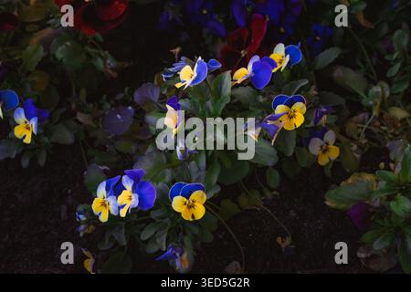 Das Bild zeigt eine Gruppe von Viola pedunculata Blüten, auch bekannt als California Golden Violet, Johnny Jump Up oder Yellow Stiefmütterchen. Stockfoto
