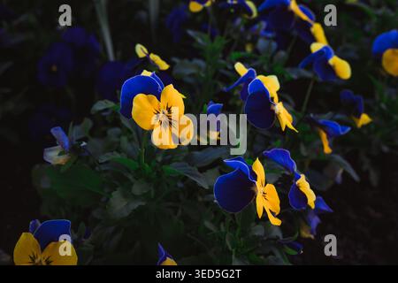 Das Bild zeigt eine Gruppe von Viola pedunculata Blüten, auch bekannt als California Golden Violet, Johnny Jump Up oder Yellow Stiefmütterchen. Stockfoto